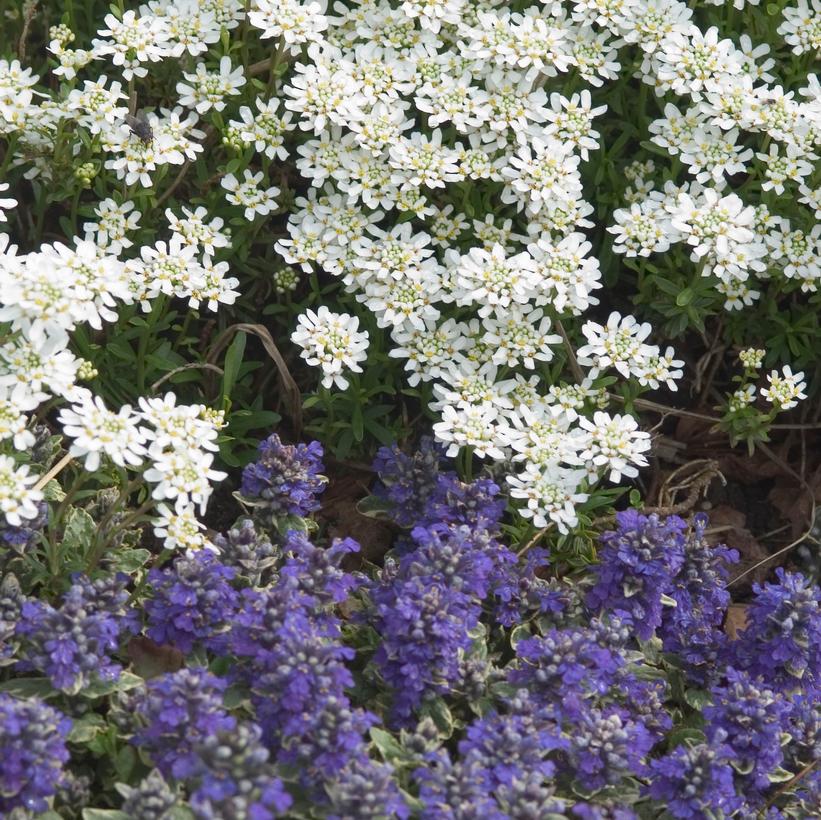 Iberis sempervirens 'Alexander's White'