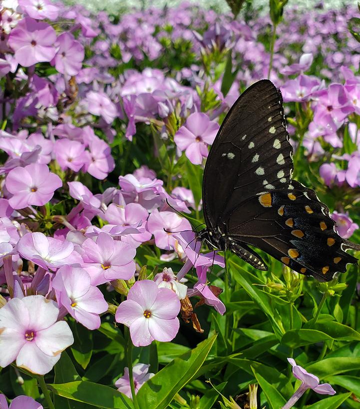 Phlox hybrid Opening Act Blush