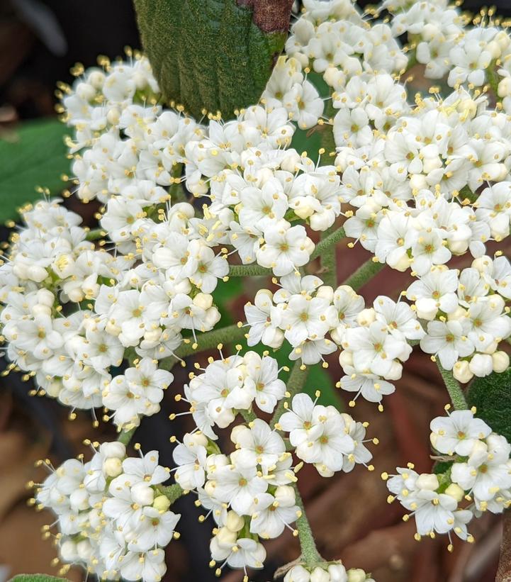 Viburnum x hytidophylloides Allegany