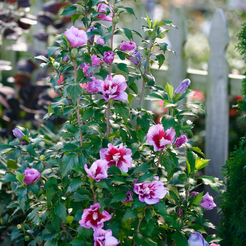 Hibiscus syriacus Purple Pillar®