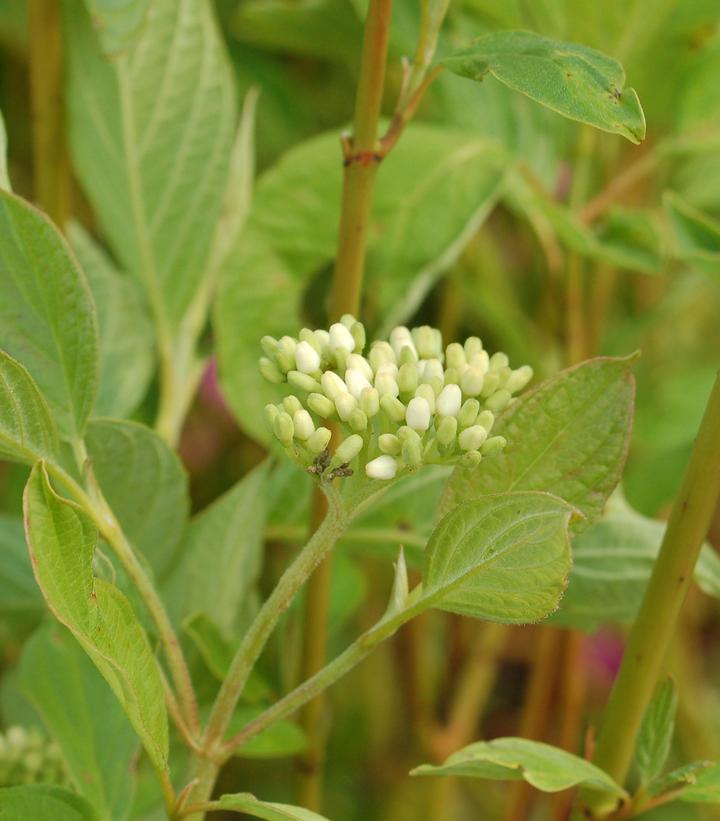 Cornus sericea 'Cardinal'