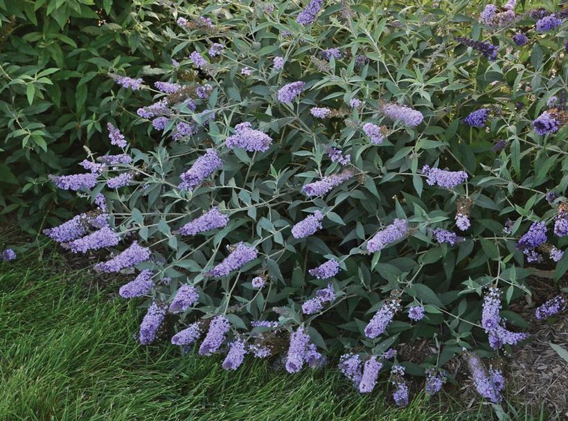 Buddleia Monarch® 'Glass Slippers'