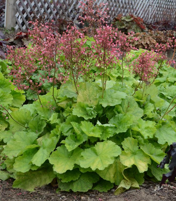 Heuchera hybrid Primo™ Pretty Pistachio