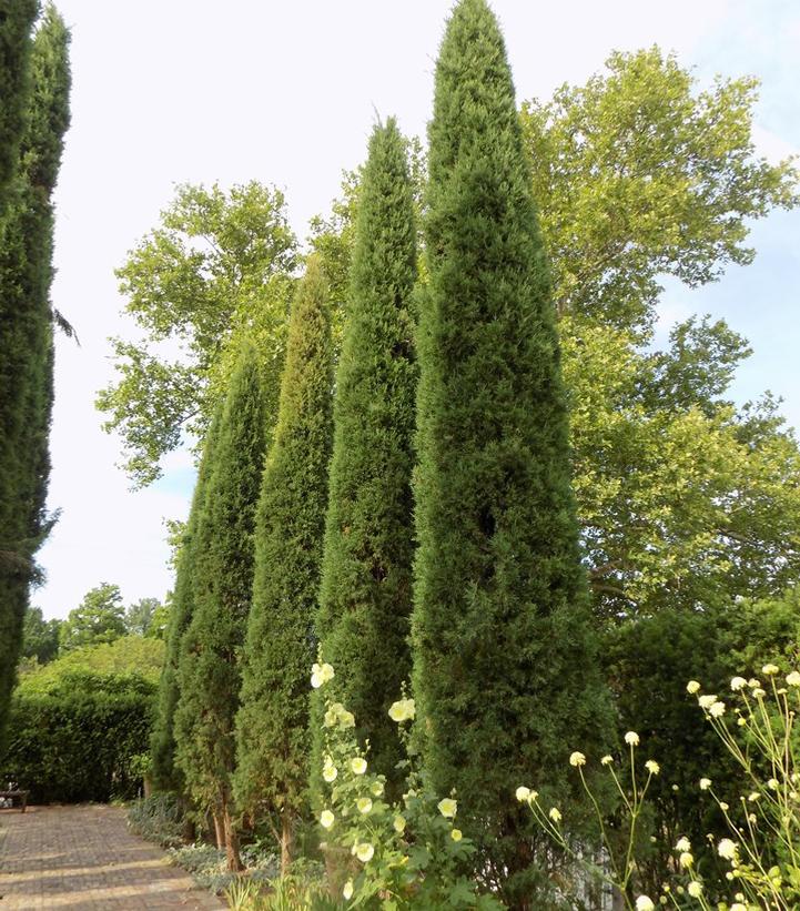 Juniperus virginiana 'Taylor'