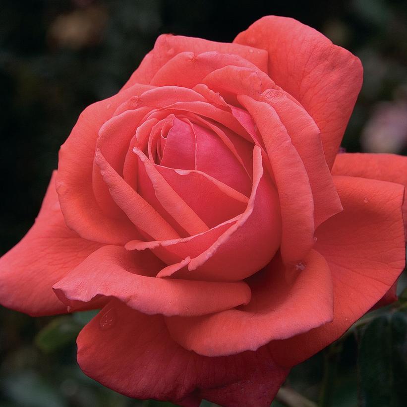 Rosa 'Fragrant Cloud'