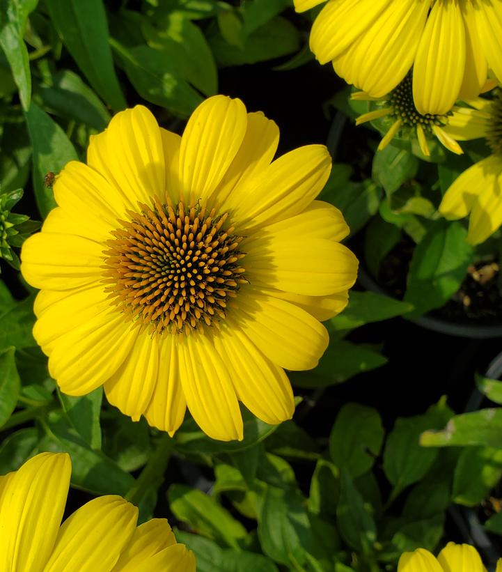 Echinacea Sombrero® Lemon Yellow Improved