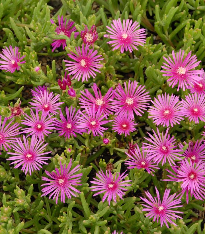 Delosperma cooperi 