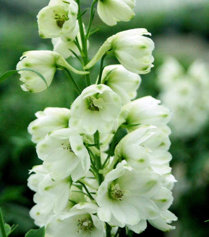 Delphinium Guardian White