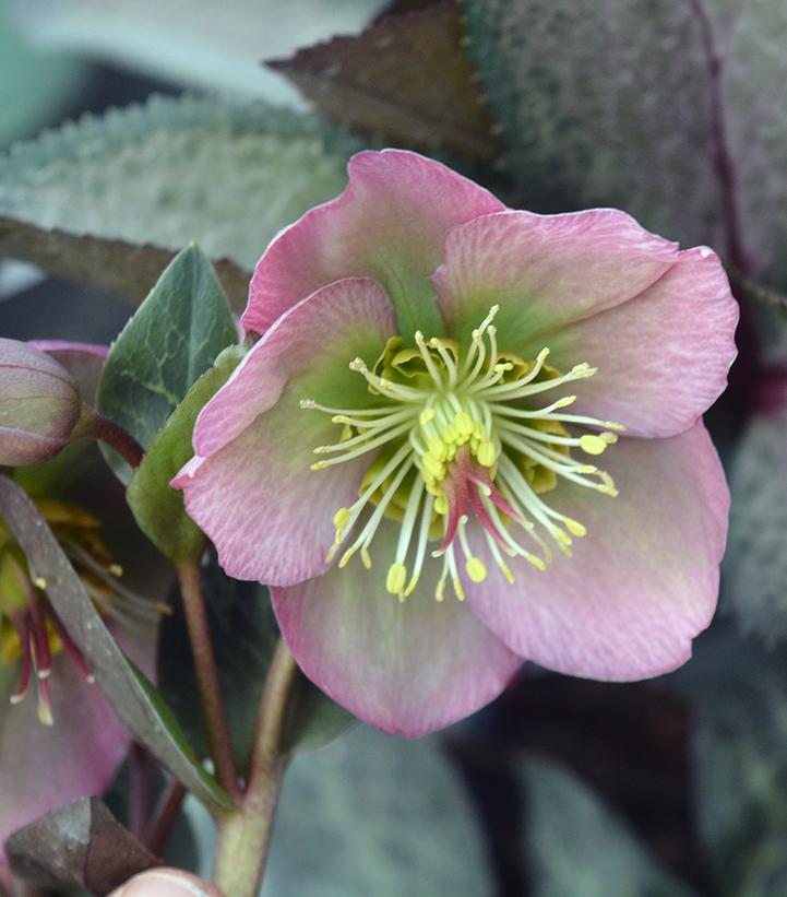 Helleborus Frostkiss® Dorothy's Dawn™