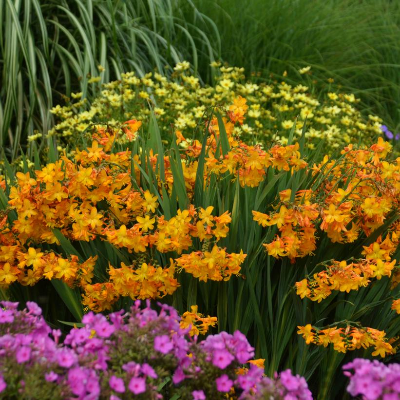 Crocosmia 'Walberton Yellow'