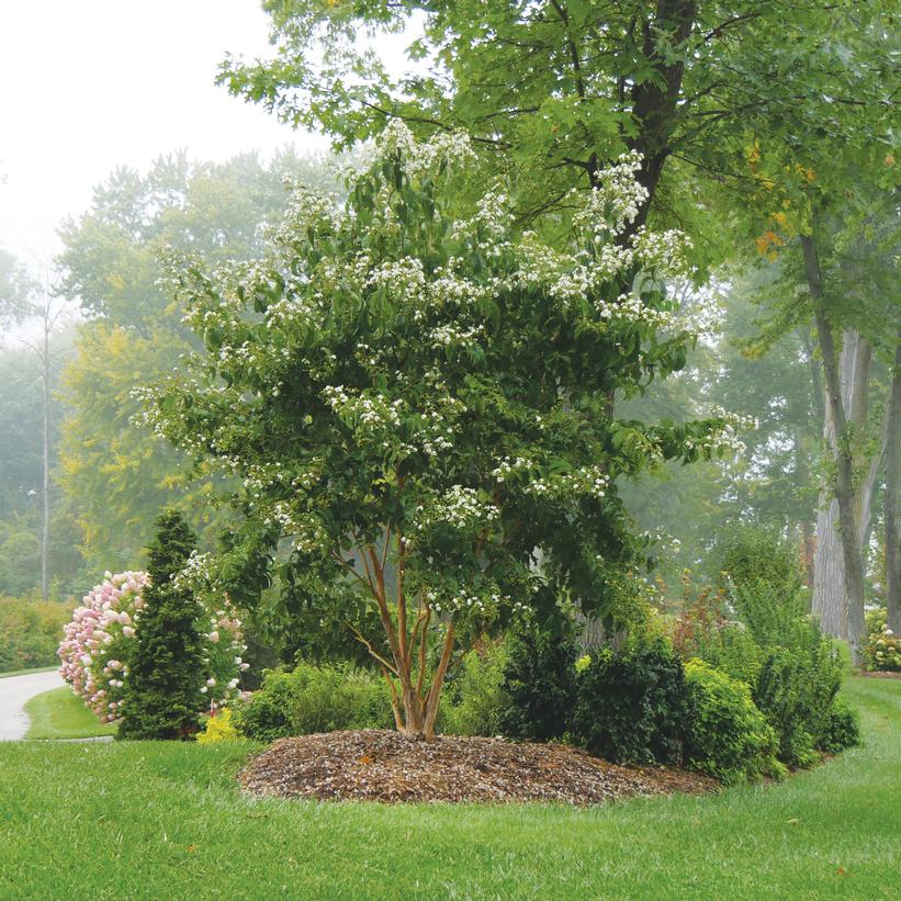 Heptacodium miconioides Temple of Bloom®