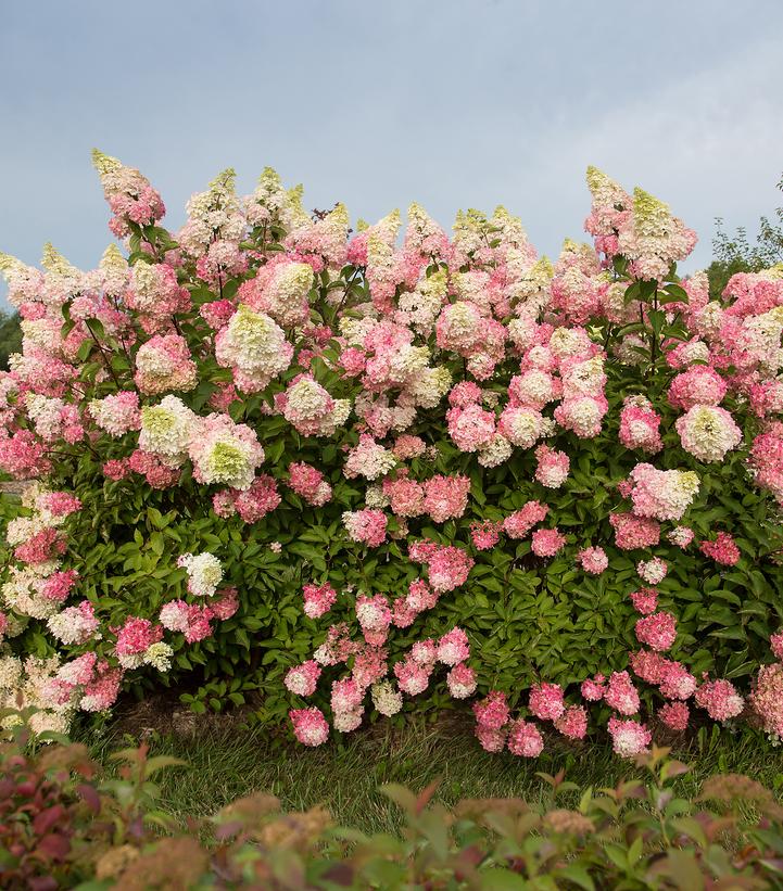 Hydrangea pan. Berry White®