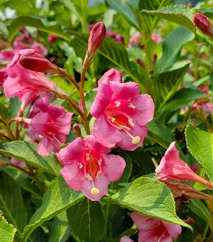 Weigela florida Snippet® Dark Pink