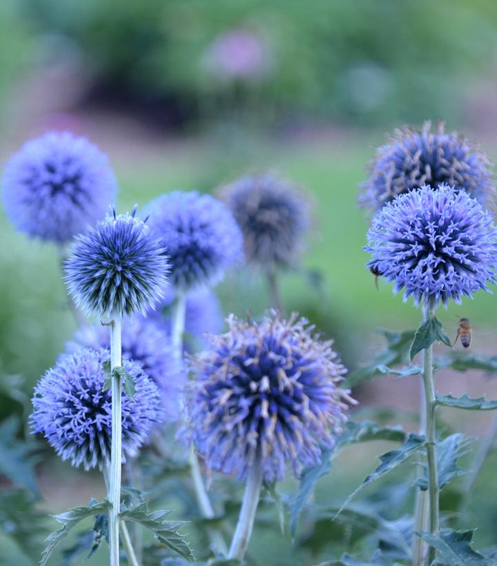 Echinops bannaticus 'Blue Glow'