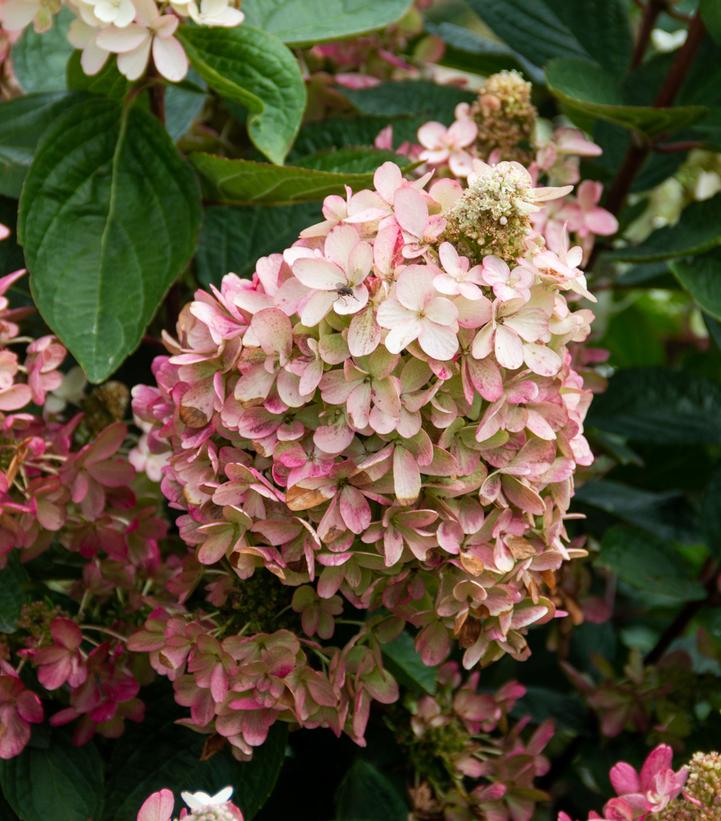 Hydrangea pan. Flare™