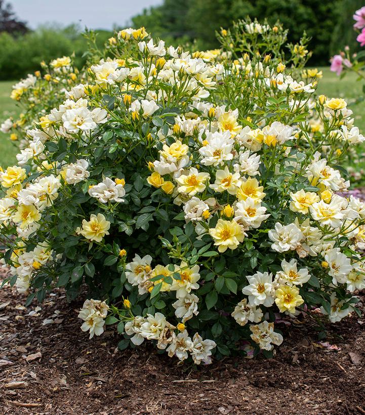 Rosa Lemon Drift®