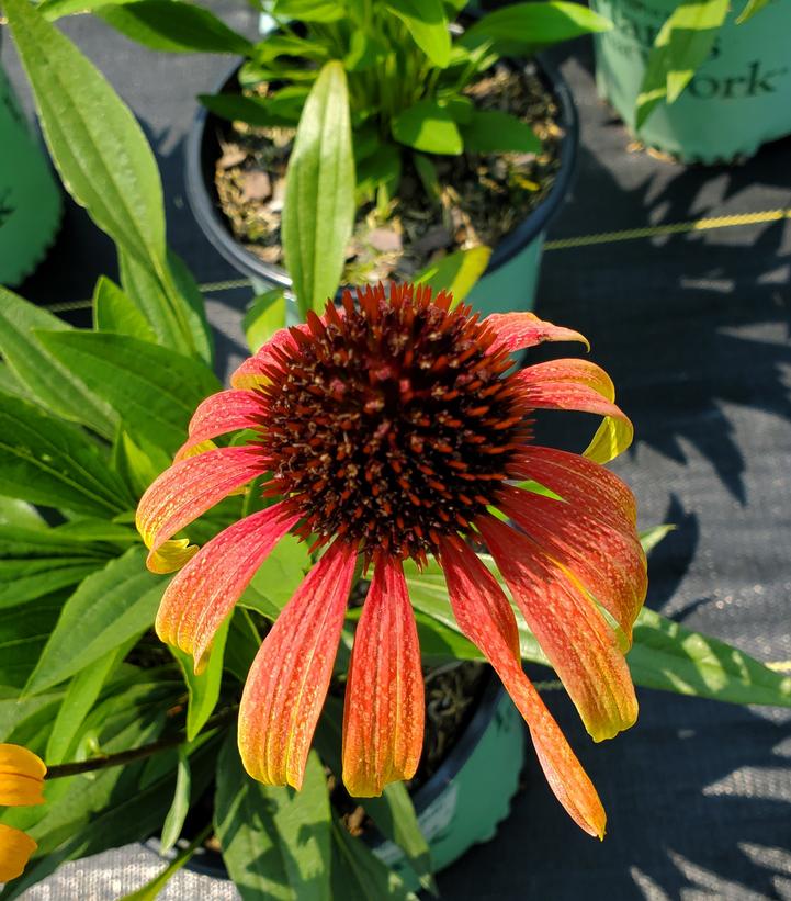 Echinacea Fiery Meadow Mama™