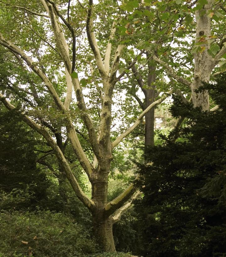 Platanus x acerifolium 'Bloodgood'