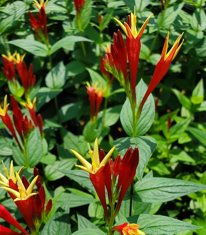 Spigelia marilandica 'Little Red Head'