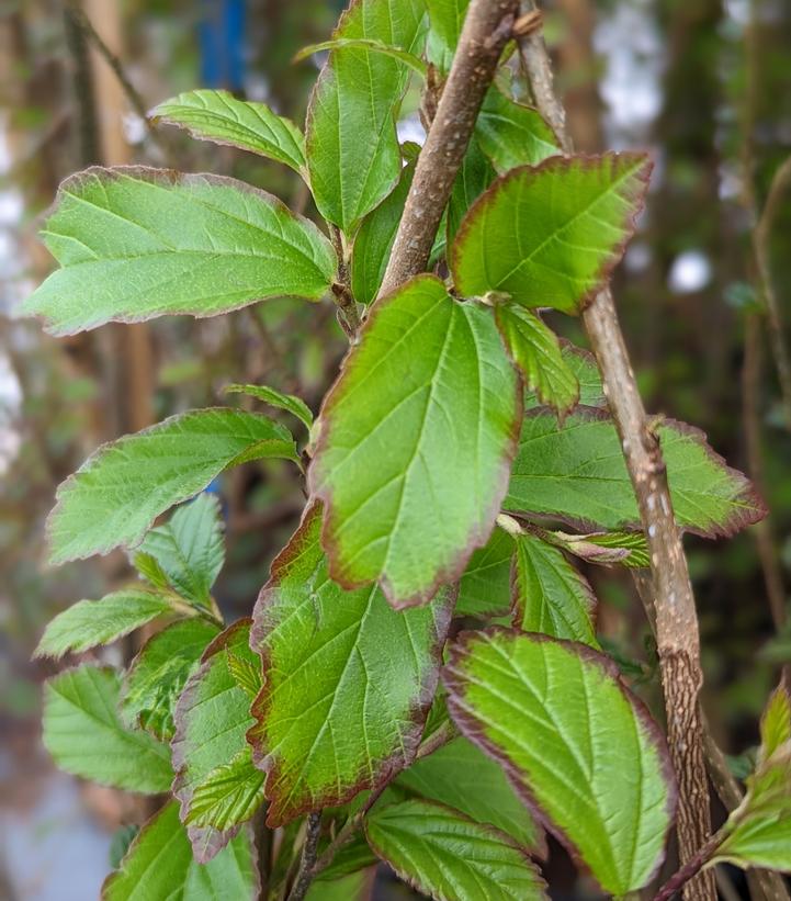 Parrotia persica Persian Spire™