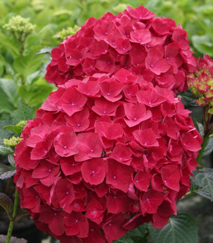 Hydrangea mac. Magical® Ruby Red