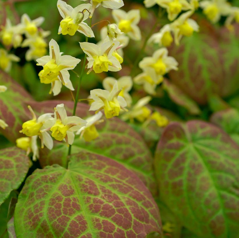 Epimedium versicolor Sulphureum