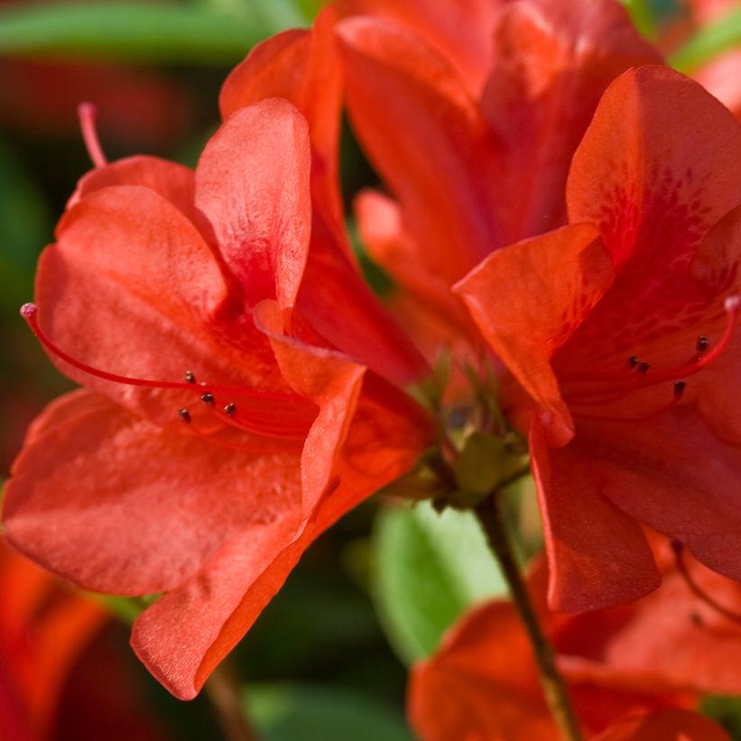 Azalea Encore® Autumn Bravo®