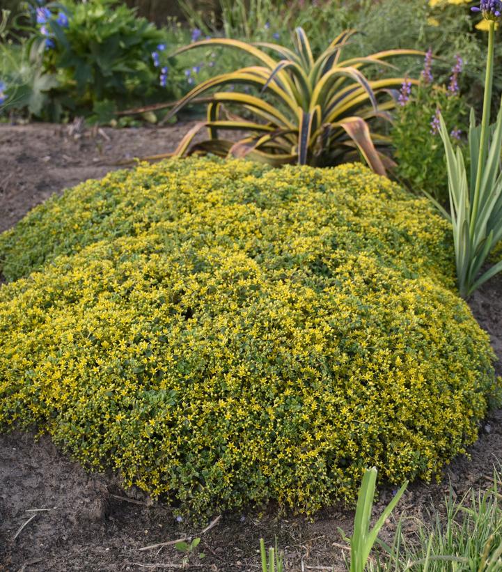 Sedum hybrid Rock 'N Grow® Rock 'N Grow® 'Yellow Brick Road'