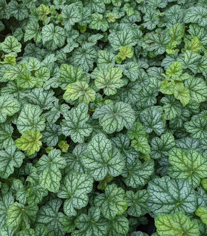 Heuchera americana 'Green Spice'