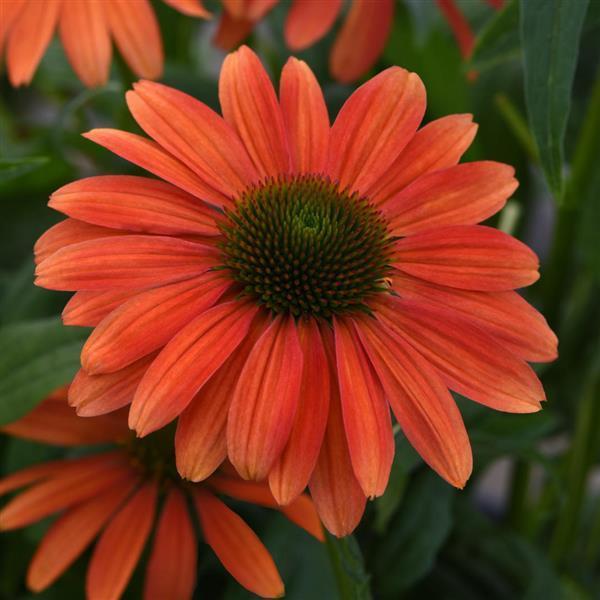 Echinacea x hybrida Sombrero® Tango Tangerine