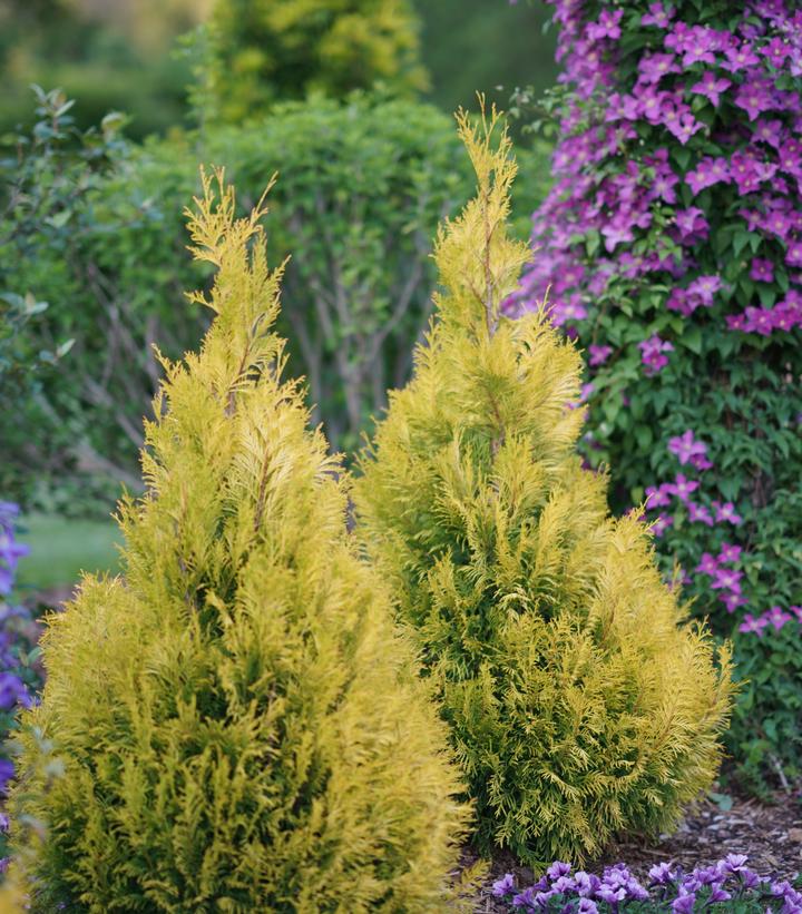 Thuja plicata Fluffy®