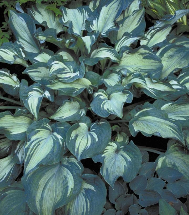 Hosta 'Guardian Angel'