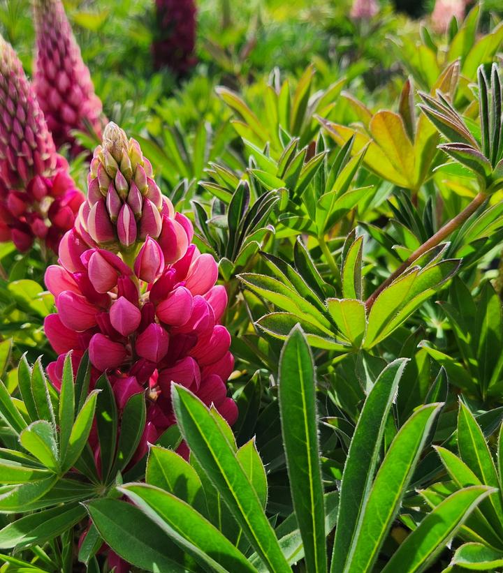 Lupinus p. lupini 'Red Shades'