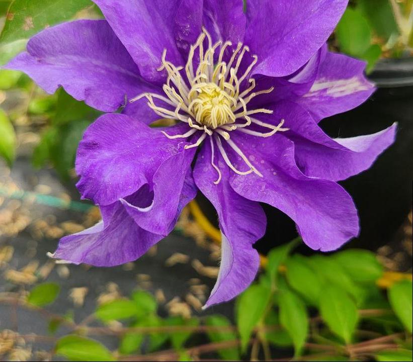 Clematis 'Olympia'