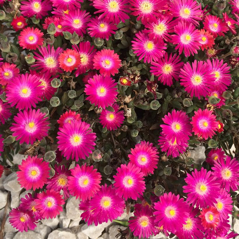 Delosperma Jewel of the Desert® Amethyst