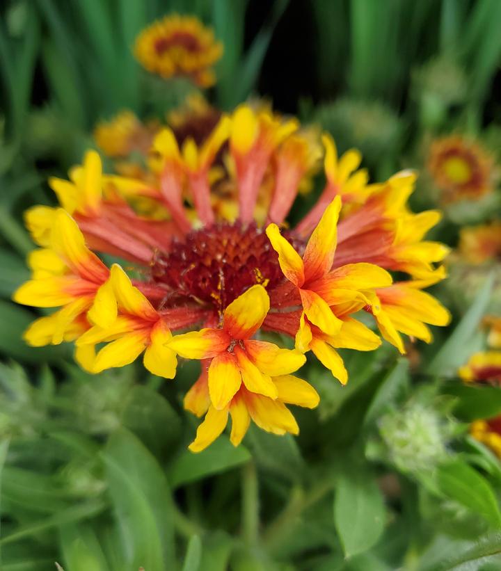 Gaillardia Spintop 'Copper Sun'