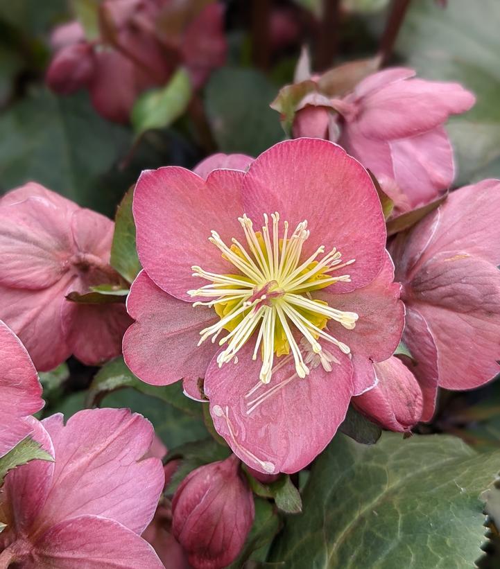 Helleborus x Frostkiss® 'Cheryl's Shine'