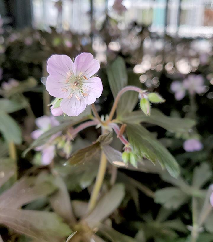 Geranium maculatum Espresso