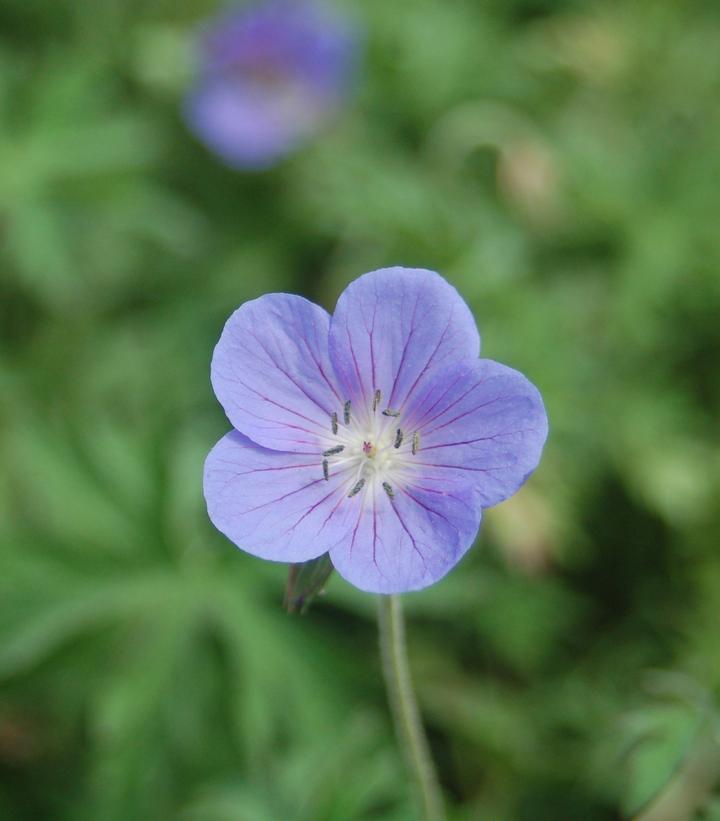 Geranium 'Johnson's Blue'