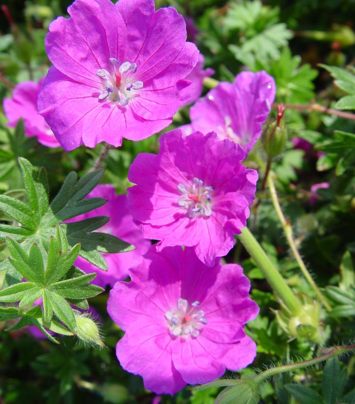 Geranium Max Frei