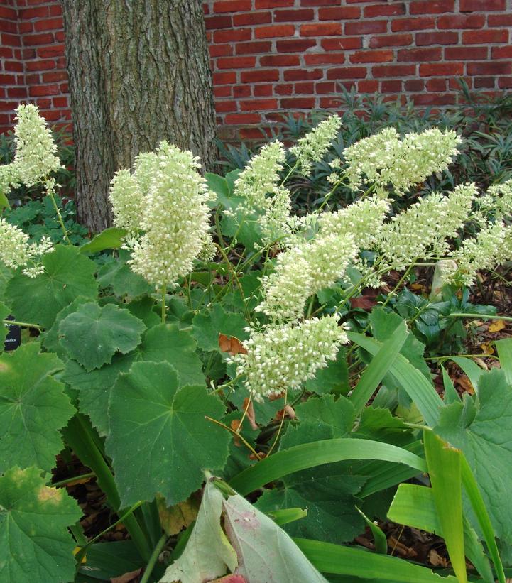 Heuchera villosa 'Autumn Bride'