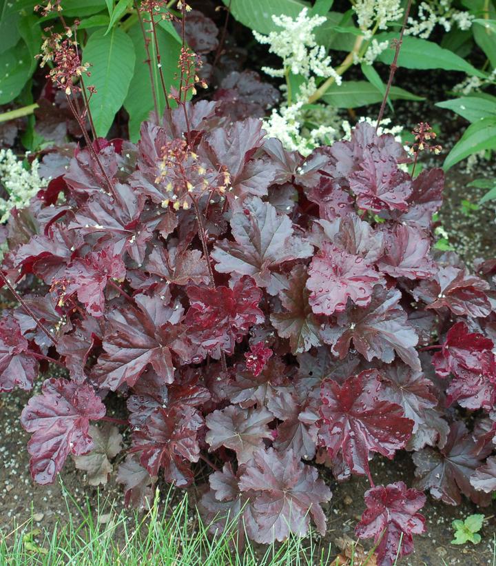 Heuchera Obsidian