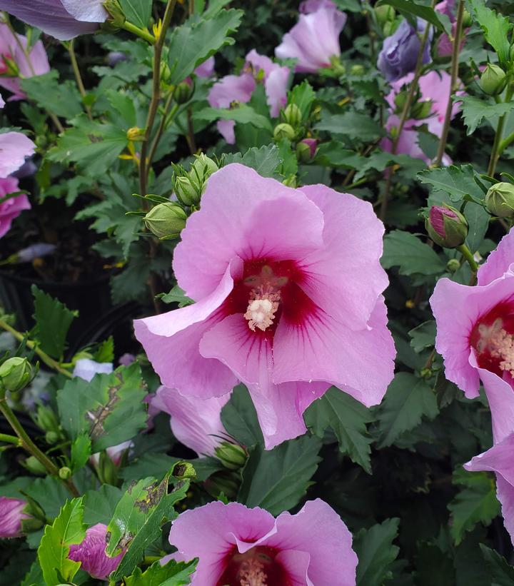 Hibiscus syriacus Minerva