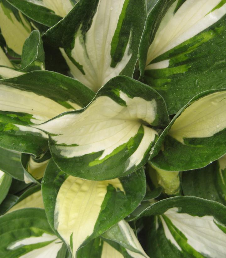 Hosta 'Fire And Ice'