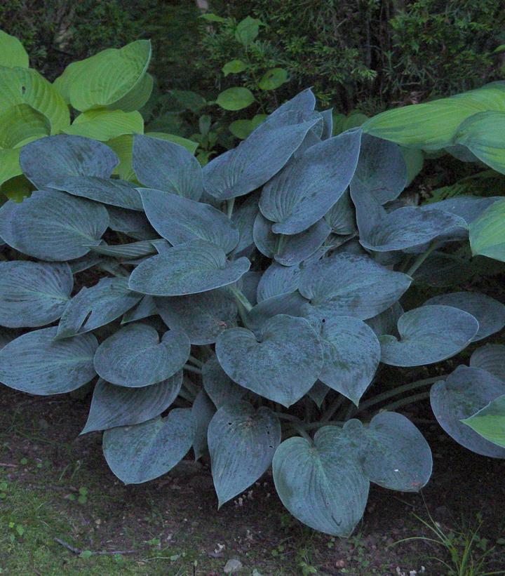 Hosta tardiana Halcyon