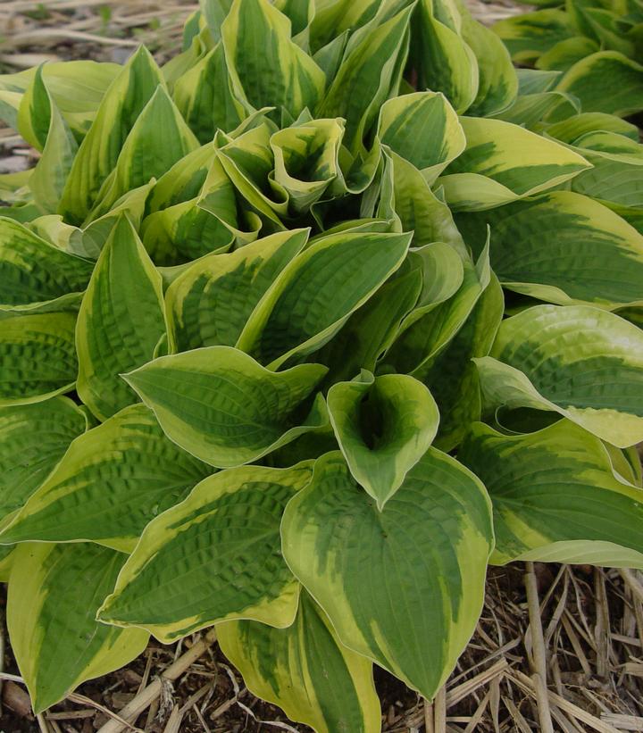 Hosta Fortunei Aureo-Marginata