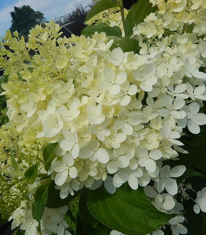 Hydrangea x pan. 'Phantom'