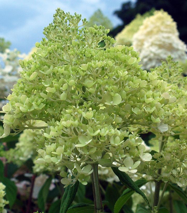 Hydrangea pan. 'Limelight'