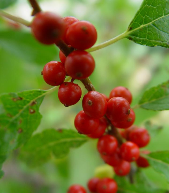 Ilex verticillata Winter Red