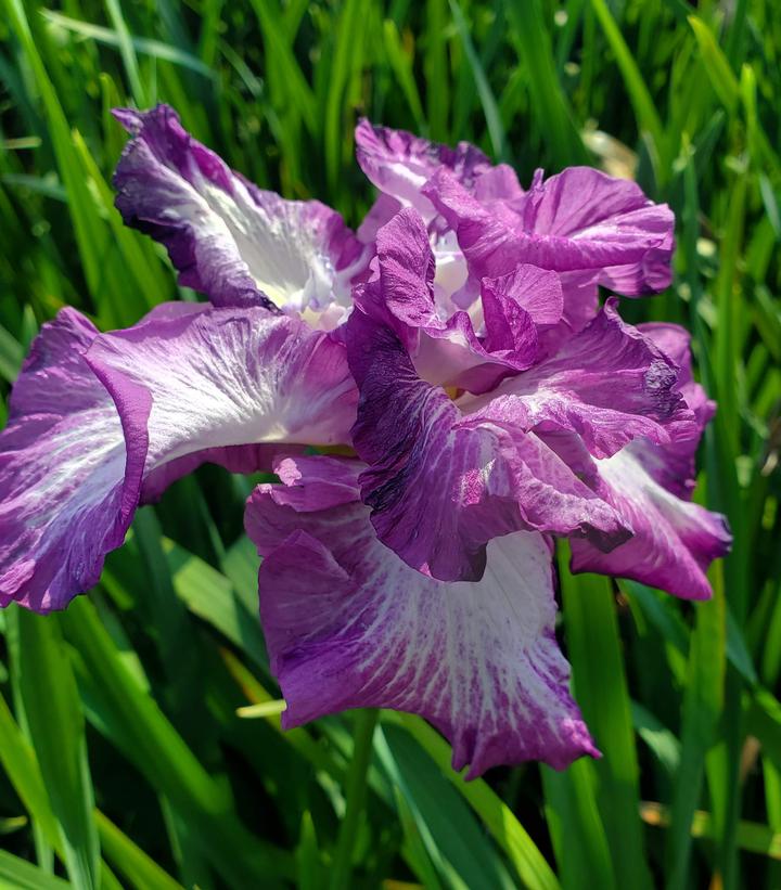 Iris ensata 'Lion King'